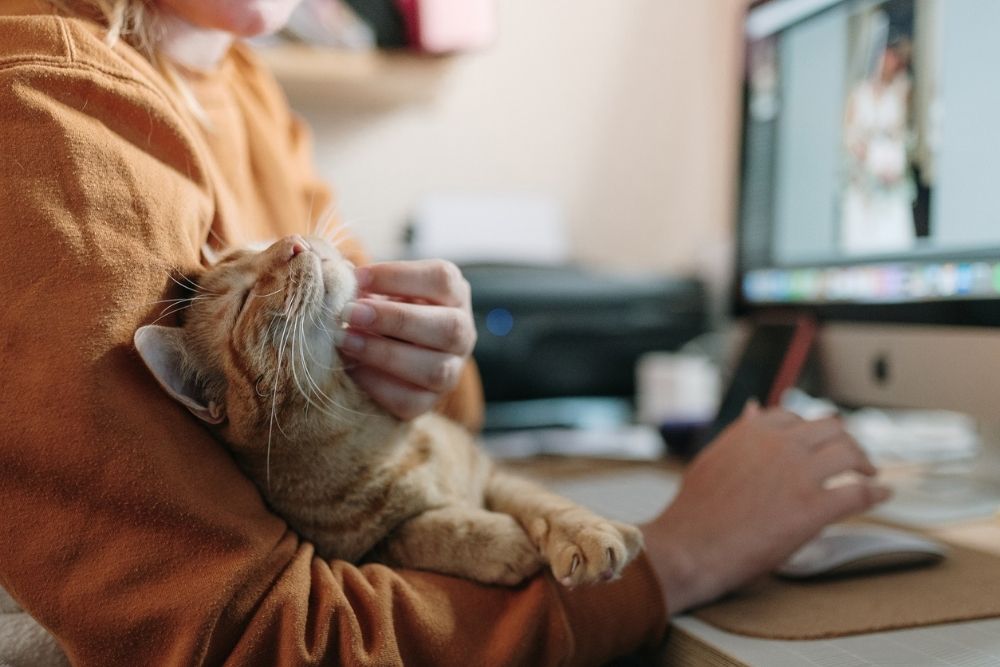 Woman stroking a ginger cat while sitting on her desk with a computer
