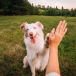 Stone River - Ways Pets Can Improve Your Mood