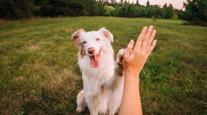 Stone River - Ways Pets Can Improve Your Mood