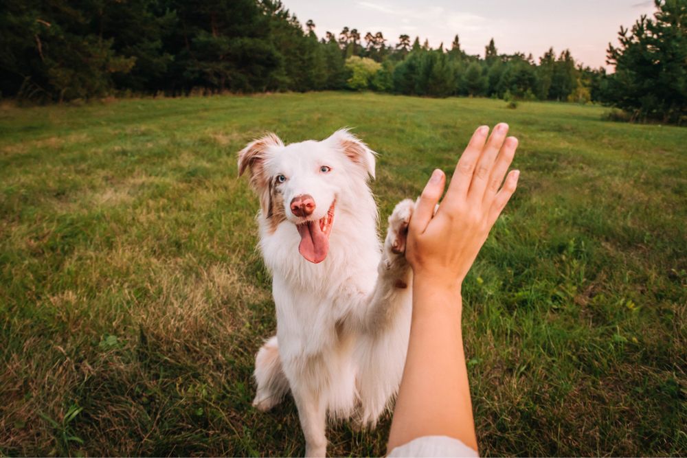 Stone River - Ways Pets Can Improve Your Mood